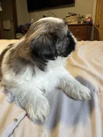 Girl 1 , a female Shih Tzu for sale in Applegate, MI – 9 of 10