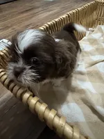 Sunny , a male Shih Tzu for sale in Applegate, MI – 8 of 10