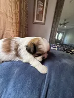 Girl 8 , a female Shih Tzu for sale in Applegate, MI – 3 of 4