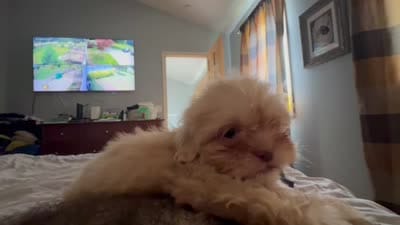 Rocky , a male Shih Tzu for sale in Applegate, MI – 10 of 10