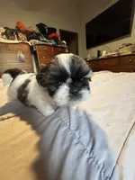 Girl 2, a female Shih Tzu for sale in Applegate, MI – 10 of 10