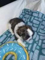 Girl 3 , a female Shih Tzu for sale in Applegate, MI – Photo 4 of 10