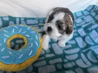 Girl 3 , a female Shih Tzu for sale in Applegate, MI – Photo 1 of 10