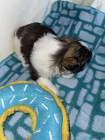 Girl 3 , a female Shih Tzu for sale in Applegate, MI – Photo 3 of 10