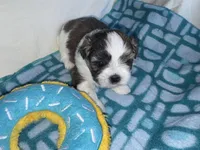 Girl 3 , a female Shih Tzu for sale in Applegate, MI – Photo 6 of 10