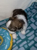 Girl 3 , a female Shih Tzu for sale in Applegate, MI – Photo 8 of 10