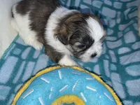 Girl 3 , a female Shih Tzu for sale in Applegate, MI – Photo 7 of 10