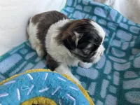 Girl 3 , a female Shih Tzu for sale in Applegate, MI – Photo 10 of 10