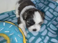 Girl 3 , a female Shih Tzu for sale in Applegate, MI – Photo 5 of 10