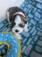 Girl 3 , a female Shih Tzu for sale in Applegate, MI – Photo 9 of 10