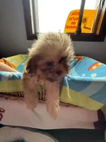 Caramel , a female Shih Tzu for sale in Applegate, MI – 4 of 10