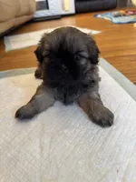 Ted, a male Shih Tzu for sale in Applegate, MI – Photo 5 of 6