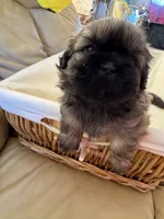 Ted, a male Shih Tzu for sale in Applegate, MI – Photo 2 of 6