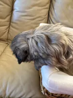 Ted, a male Shih Tzu for sale in Applegate, MI – Photo 3 of 6