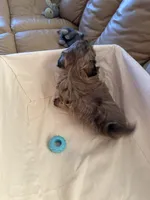 Ted, a male Shih Tzu for sale in Applegate, MI – Photo 4 of 6