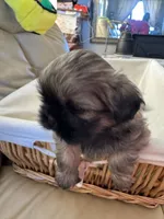 Ted, a male Shih Tzu for sale in Applegate, MI – Photo 1 of 6