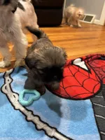 Ted, a male Shih Tzu for sale in Applegate, MI – Photo 6 of 6