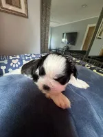 Girl 5 , a female Shih Tzu for sale in Applegate, MI – 3 of 6