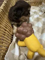 Stormy , a female Shih Tzu for sale in Applegate, MI – 9 of 10