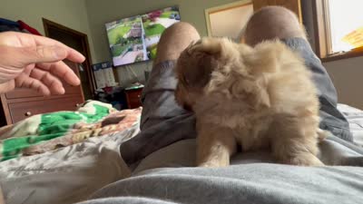 Luna, a female Shih Tzu for sale in Applegate, MI – 10 of 10