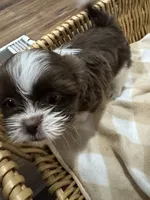 Sunny , a male Shih Tzu for sale in Applegate, MI – 7 of 10