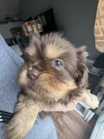 Stormy , a female Shih Tzu for sale in Applegate, MI – 1 of 10