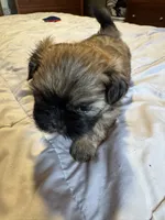 Daisy , a female Shih Tzu for sale in Applegate, MI – 8 of 10