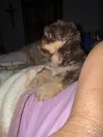 Stauros , a male Shih Tzu for sale in Applegate, MI – Photo 4 of 10