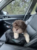 Stauros , a male Shih Tzu for sale in Applegate, MI – Photo 9 of 10