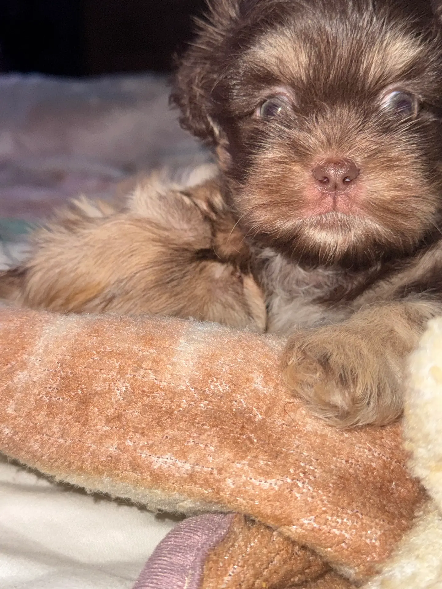 Stauros , a male Shih Tzu for sale in Applegate, MI – Photo 6 of 10