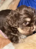Stauros , a male Shih Tzu for sale in Applegate, MI – Photo 1 of 10