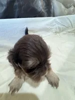 Stauros , a male Shih Tzu for sale in Applegate, MI – Photo 7 of 10