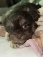 Stauros , a male Shih Tzu for sale in Applegate, MI – Photo 5 of 10