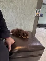 Stauros , a male Shih Tzu for sale in Applegate, MI – Photo 10 of 10