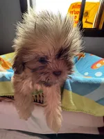 Caramel , a female Shih Tzu for sale in Applegate, MI – 3 of 10