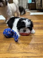 Fatboy , a male Shih Tzu for sale in Applegate, MI – 7 of 9