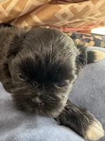 AKC Chloe , a female Shih Tzu for sale in Applegate, MI – 4 of 10