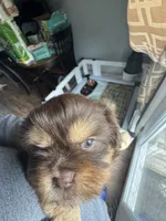 Stormy , a female Shih Tzu for sale in Applegate, MI – 3 of 10