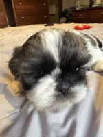 Girl 2, a female Shih Tzu for sale in Applegate, MI – 7 of 10
