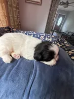 Girl 6 , a female Shih Tzu for sale in Applegate, MI – 5 of 5