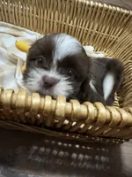 Sunny , a male Shih Tzu for sale in Applegate, MI – 5 of 10