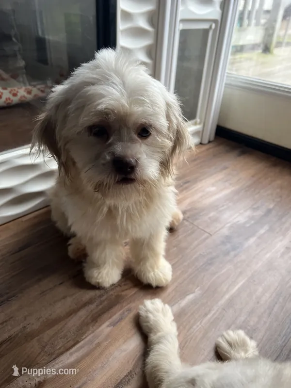 Luna – Shih Tzu puppy for sale in Applegate, MI