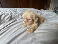 Rocky , a male Shih Tzu for sale in Applegate, MI – 2 of 10