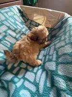 Girl 2 caramel , a female Shih Tzu for sale in Applegate, MI – 5 of 8
