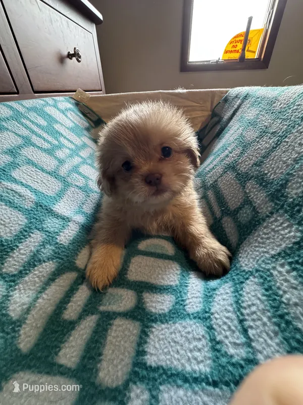 Boy 3  – Shih Tzu puppy for sale in Applegate, MI