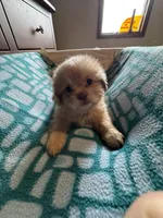 Boy 3 , a male Shih Tzu for sale in Applegate, MI – 1 of 6