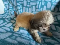 Girl 2 caramel , a female Shih Tzu for sale in Applegate, MI – 7 of 8