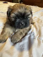 Daisy , a female Shih Tzu for sale in Applegate, MI – 9 of 10