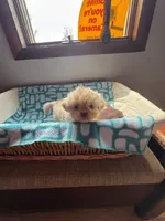 Girl 3 , a female Shih Tzu for sale in Applegate, MI – 10 of 10
