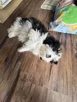 Buttons , a female Shih Tzu for sale in Applegate, MI – 10 of 10